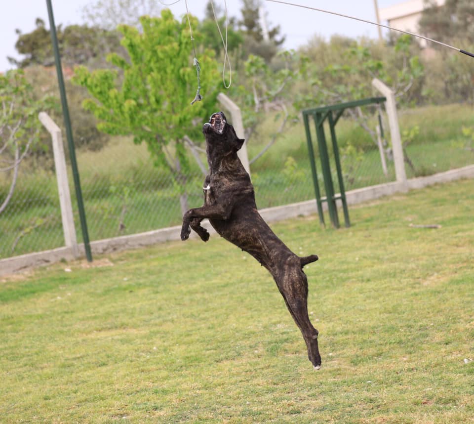 Cane Corso Irk Dernegi Makale Detay