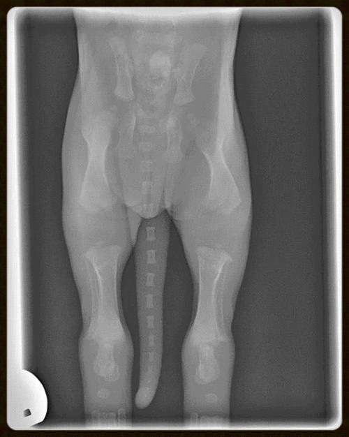 2 aylık yavru köpek tam vücut röntgen görüntüsü