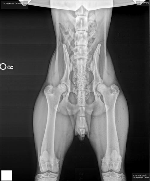7 aylık yavru köpek tam vücut röntgen görüntüsü
