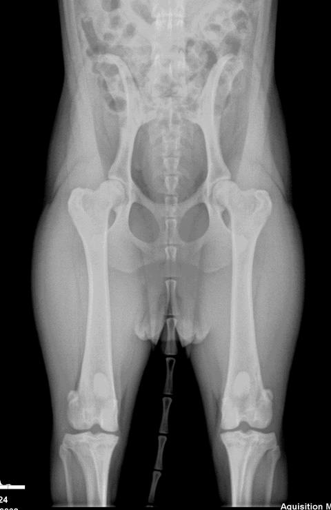 Yetişkin köpek tam vücut röntgen görüntüsü