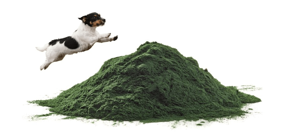 spirulina for dogs köpekler için spirulina önemi faydaları ve kullanımı